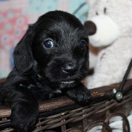 Girl 2 - Black female Dachshund puppy in Craig, Colorado from Rocky Mountain Shih Tzus and Dry Creek Miniature Dachshunds