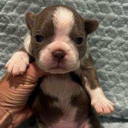 Girl 1 - Blue female Boston Terrier puppy in Coopertown, Tennessee from Toon’s Boston Terriers