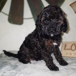 Moana - Sable female Cockapoo puppy in Indiahoma, Oklahoma from Phamily Doodles