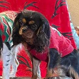 Pepper - Cavalier King Charles Spaniel