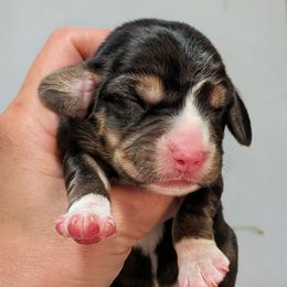 Girl 2 - Black tan and white female Beagle puppy in Baltimore, Maryland from Country Acres Farm