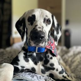 Rookie - Dalmatian