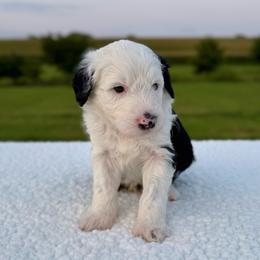 Corn Dog - Black and white male Sheepadoodle puppy in Adams, Nebraska from Boxcar Doodles and Poodles