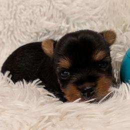 Paul - Black and tan male Yorkshire Terrier puppy in Gatesville, Texas from KontryKritterz Yorkies