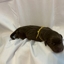 Bernedoodle and Labrador Retriever Puppies from MarmeDuke Doodles