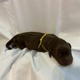 Bernedoodle and Labrador Retriever Puppies from MarmeDuke Doodles