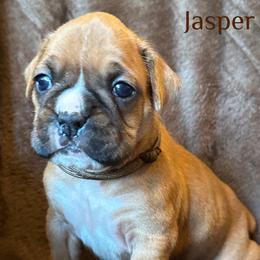 Boxer Puppies from Vincent's Pride Boxers