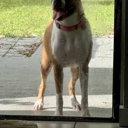 Bella - Boxer