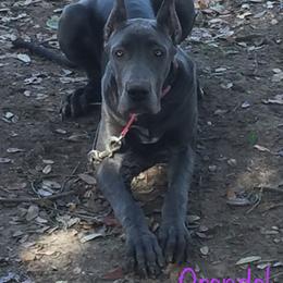 Great Dane Puppies from Texas Devine Danes