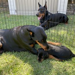 Doberman Pinscher Puppies from TeatreeDoberman