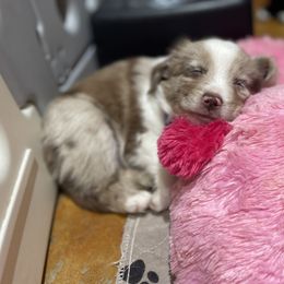 Australian Shepherd and Miniature Australian Shepherd Puppies from Integrity Aussies Tx