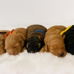 Bernedoodle puppies from Jackson County Doodles