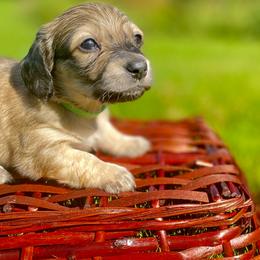 Dachshund Puppies from Northwest Dachshunds