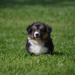 Pembroke Welsh Corgi Puppies from C&G Corgis