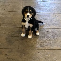 Bernedoodle and Goldendoodle Puppies from Heartfelt GoldenDoodles
