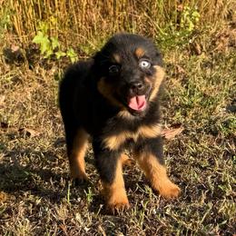Reba - Black tri female Miniature Australian Shepherd puppy in Michie, Tennessee from Acton Aussies