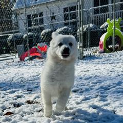 Berger Blanc Suisse Puppies from Wynter Spirit Kennels