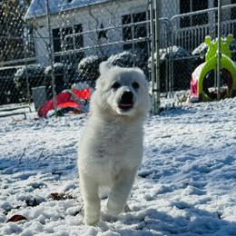 Berger Blanc Suisse Puppies from Wynter Spirit Kennels