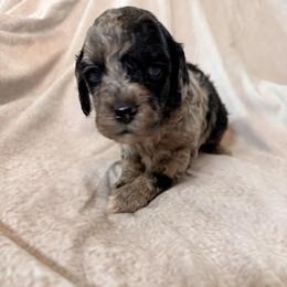 Cockapoo and Goldendoodle Puppies from Jax Doodles