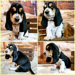 Basset Hound Puppies from Hounds All Night