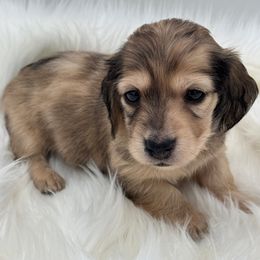 Hayden - Dapple male Dachshund puppy in Sumrall, Mississippi from Huckleberry Tails