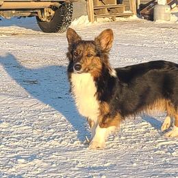 Harper - American Corgi