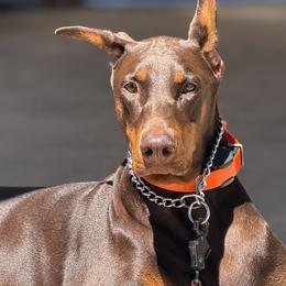 Doberman Pinschers from World of Dobies