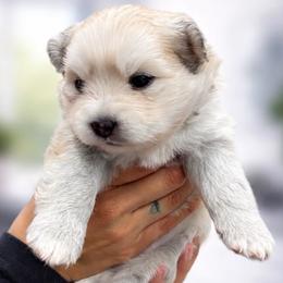 Pomsky puppies from L.A Pomskys