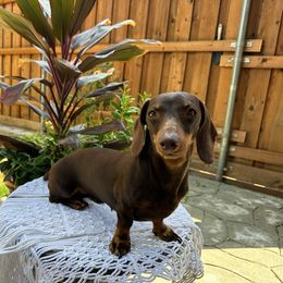 Coco - Dachshund