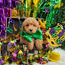 Rosie's Green Boy - male Goldendoodle puppy in Kountze, Texas from Texas Doodles LLC