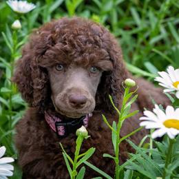 Poodle Puppies from Anutta Poodles