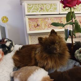 Pomeranian Puppies from Boujee Puff Poms