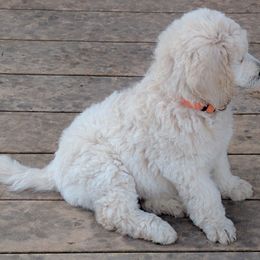 Poodle Puppies from Figz Poodles