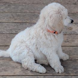 Poodle Puppies from Figz Poodles