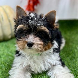 Sparky-2300 AKC - Black tan and white male Biewer Terrier puppy in Douglas, Georgia from Heartland small breeds
