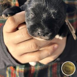 Chloe - Black female Miniature Schnauzer puppy in Frankford, Delaware from Miniature Schnauzers of Delmarva