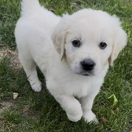 Golden Retriever puppies from Steele Goldens