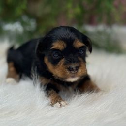 Santa - Black and tan male Havanese puppy in Bowling Green, Kentucky from Denise Clark