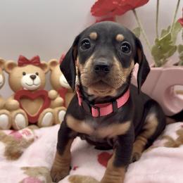 Dark pink - Black and tan female Dachshund puppy in Goodyear, Arizona from AZ Royal Doxies llc