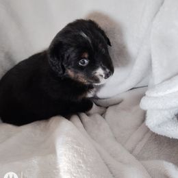 Bruno - Black tri Miniature Australian Shepherd puppy in Charlotte, North Carolina from Dave's Mini Aussies