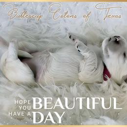 Coton de Tulear Puppies from Buttercup Cotons of Texas