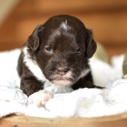 Boots - Chocolate male Goldendoodle puppy in Berlin, Ohio from Doodle Babys