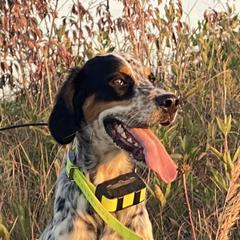 Ruby - Llewellin Setter
