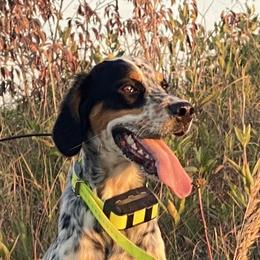 Ruby - Llewellin Setter