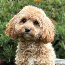 Assorted Doodle Crosses and Aussiedoodles from Doodle Love Laugh