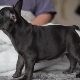 French Bulldog Puppies from Poppy’s Frenchies