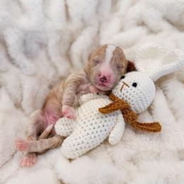 Joseph - Red  male Goldendoodle puppy in Sulphur, Louisiana from Curly Q’s Of Carlyss