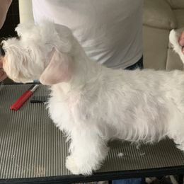 Sealyham Terrier Puppies from Sun Splashed
