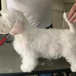 Sealyham Terrier Puppies from Sun Splashed