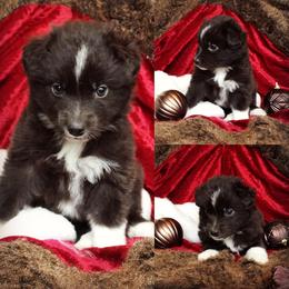 Australian Shepherd Puppies from AussieLand Shepherds
